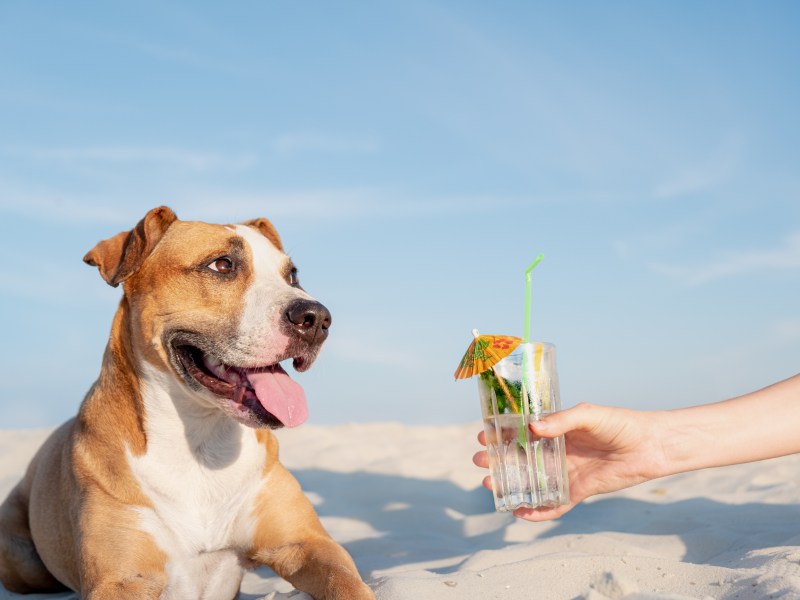 Hund mit Glas