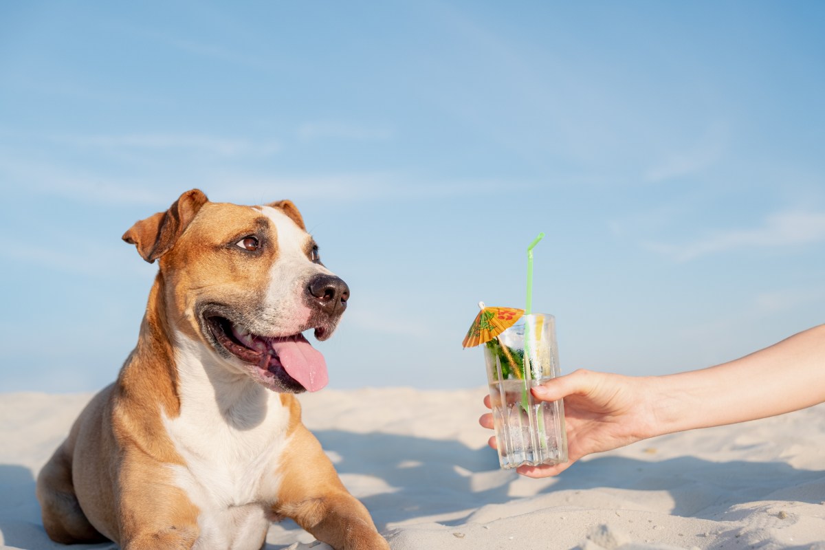 Hund mit Glas