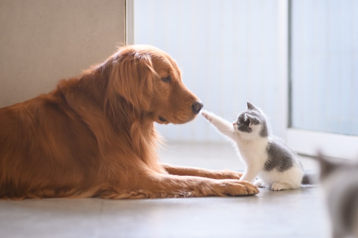 Hund mit Katze