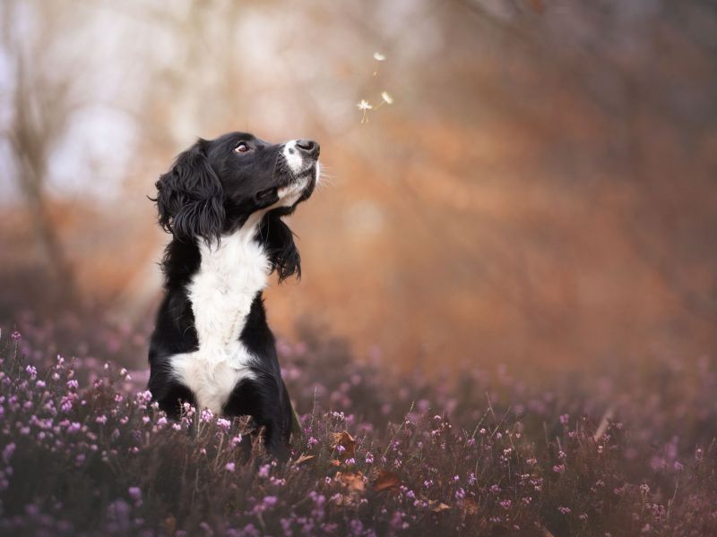 Hund mit Pollen