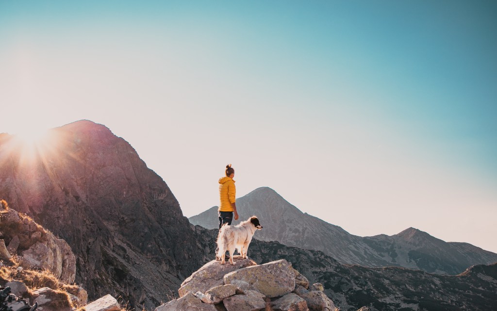 Hund auf einem Berg