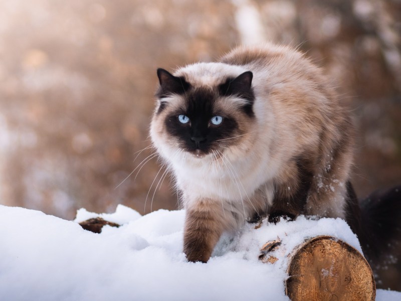 Katze im Winter draußen im Schnee