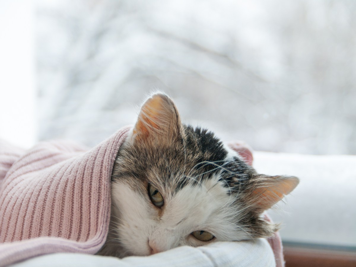 Tierärztin warnt: Diese Katzenkrankheit ist im Herbst auf dem Vormarsch