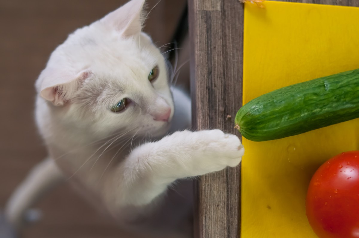 Katze vegan ernähren Gurke und Paprika