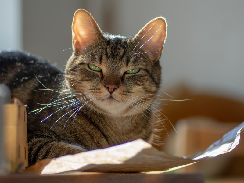 Katze liegt auf einem Blatt Papier