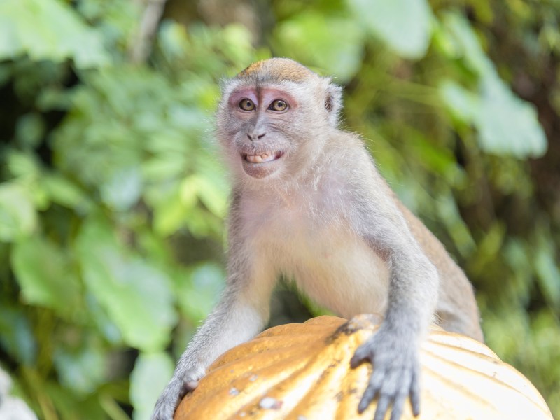 Können Tiere lügen Affe lacht