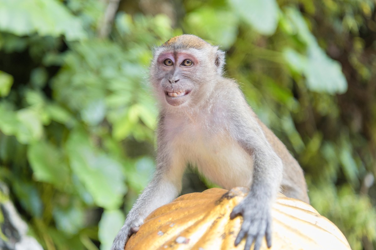 Können Tiere lügen Affe lacht