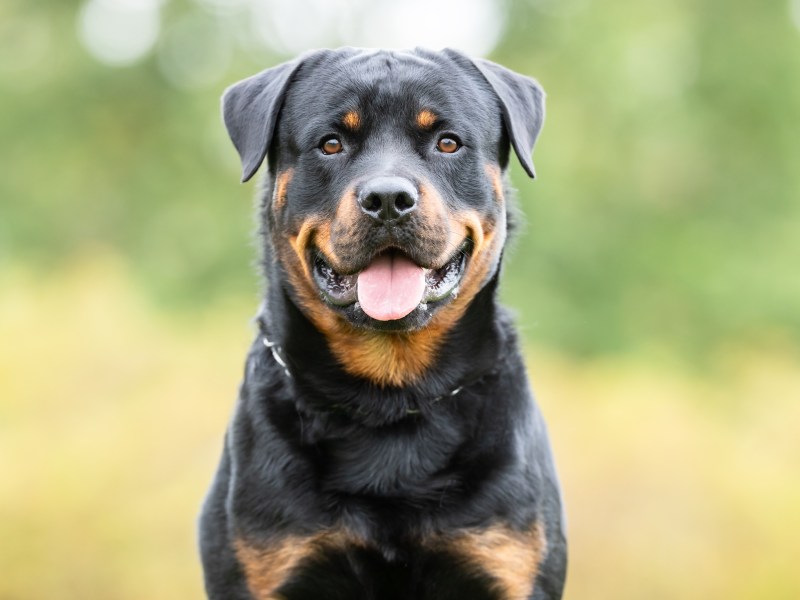 Rottweiler im Portrait