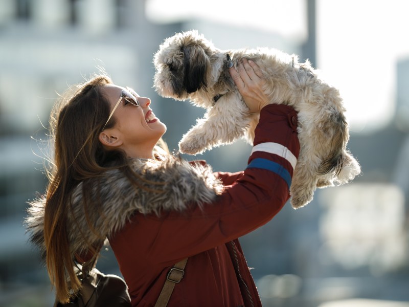 Shih Tzu im Portrait