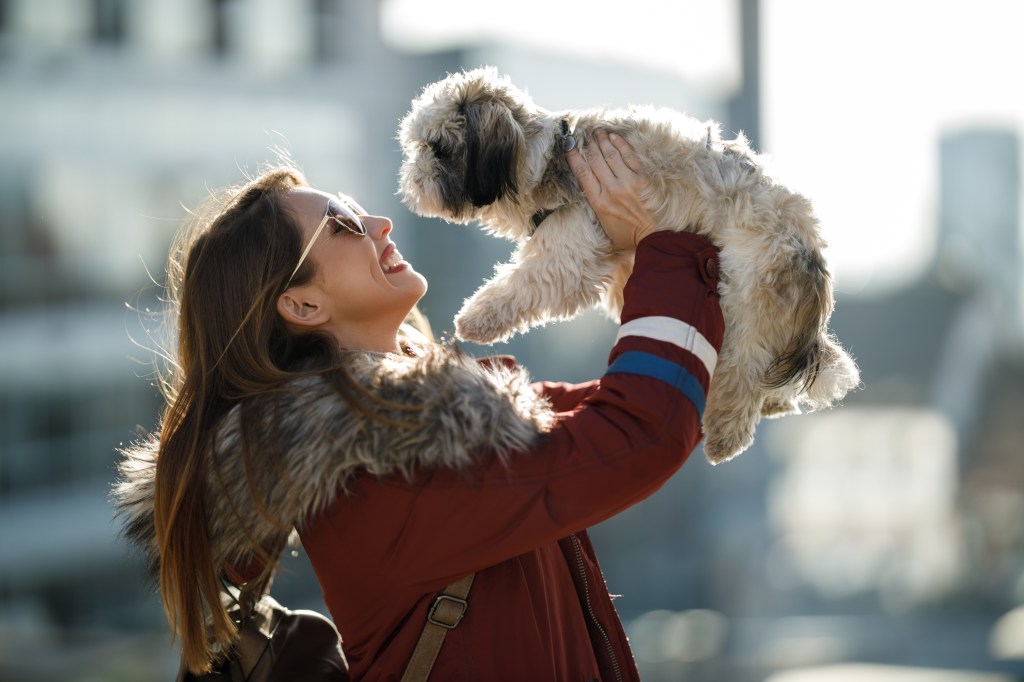 Shih Tzu im Portrait