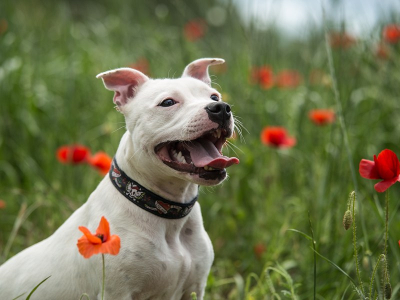 Staffordshire Bullterrier