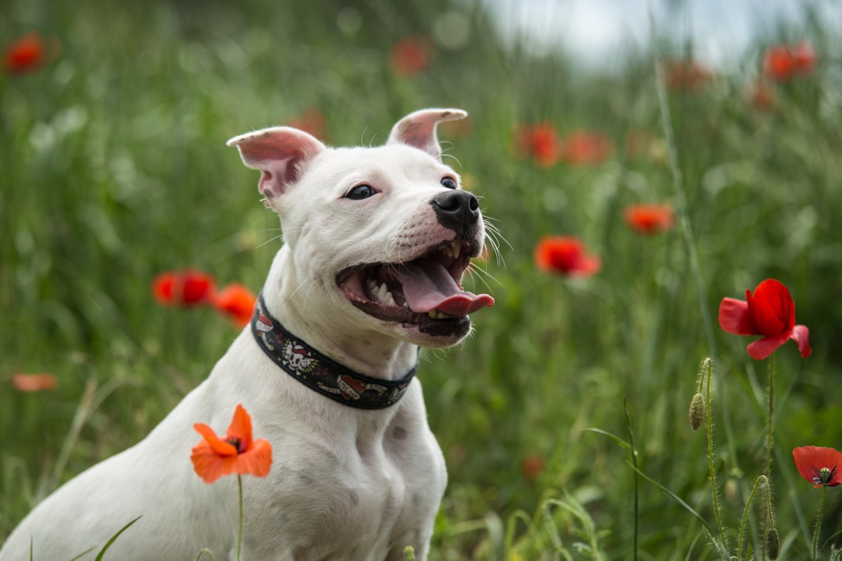 Staffordshire Bullterrier