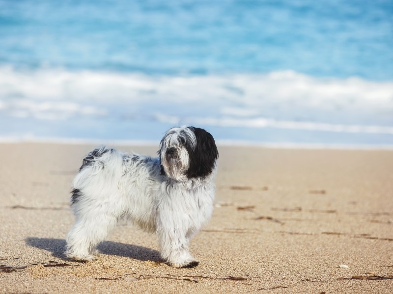 Tibet Terrier