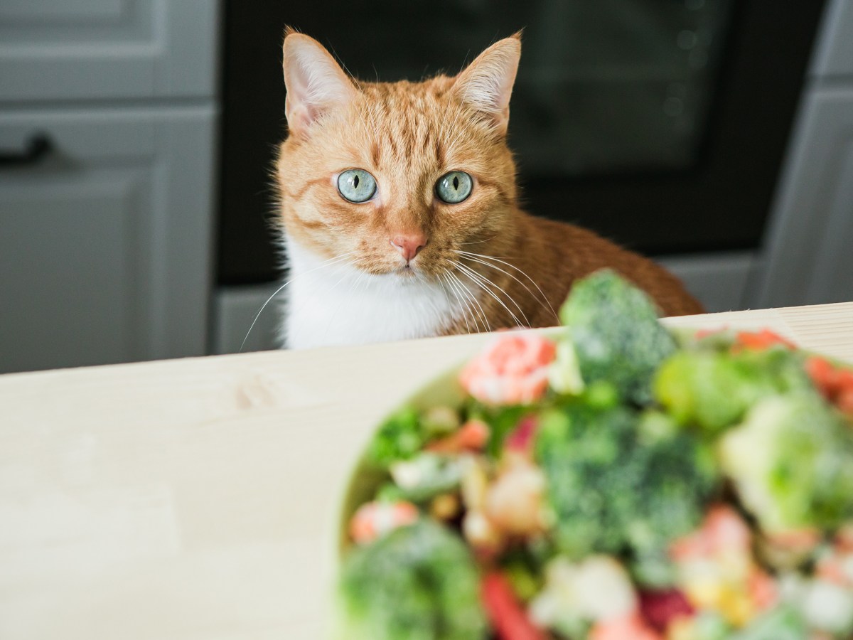 Veganes Katzenfutter: Was ist bei der Fütterung zu beachten?