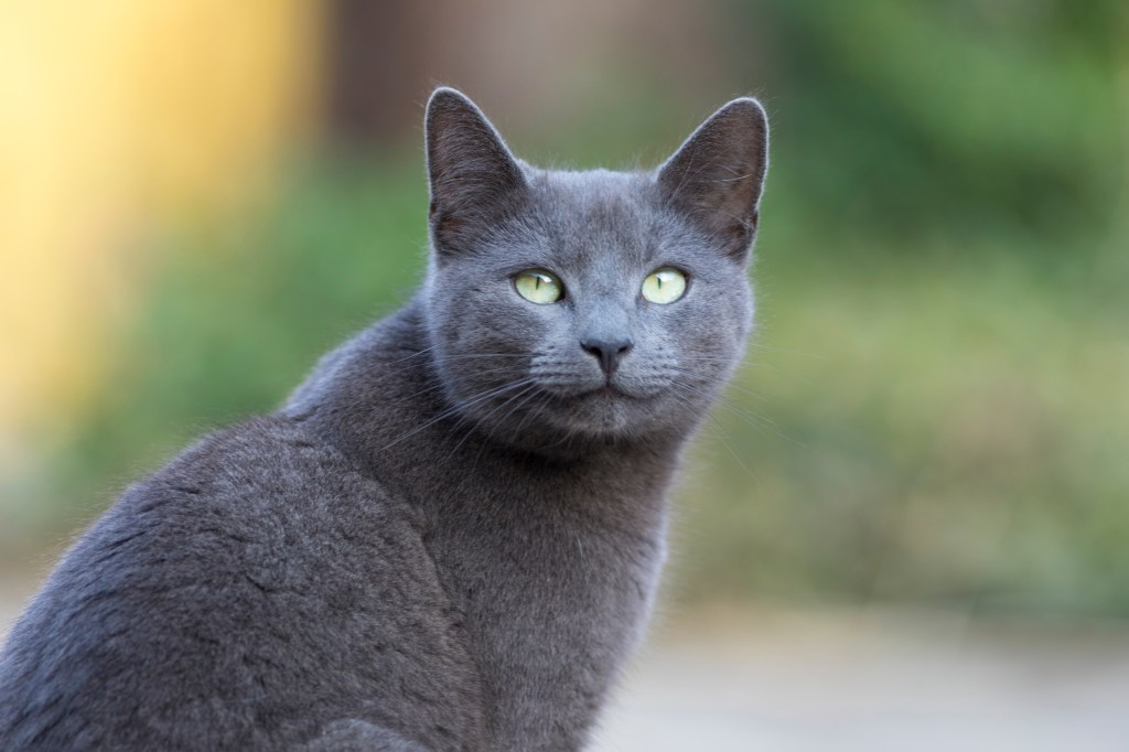 Welche Katze passt zu Sternzeichen Steinbock