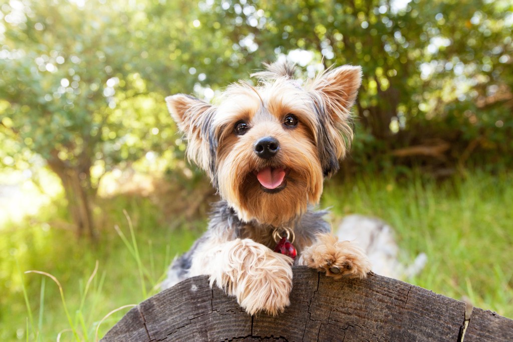 Yorkshire Terrier auf einem Baumstamm