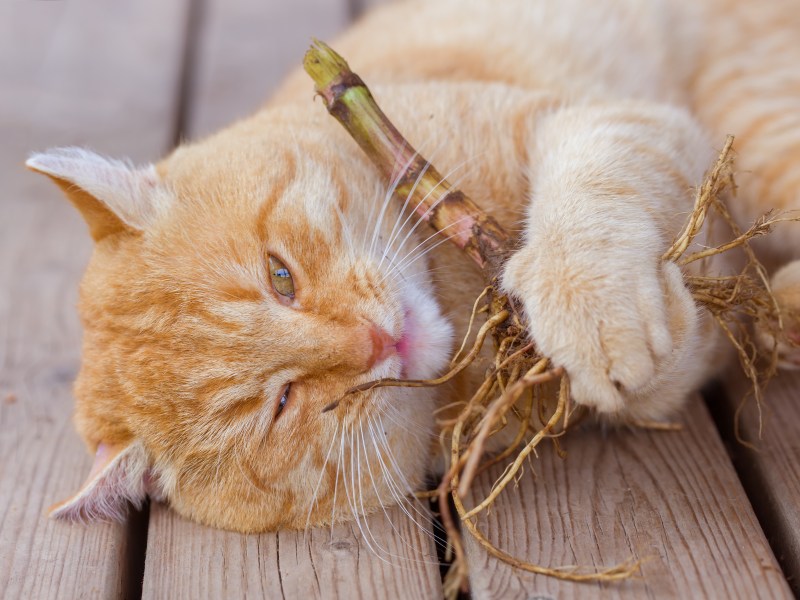 Baldrian Wurzel für Katze zum Spielen