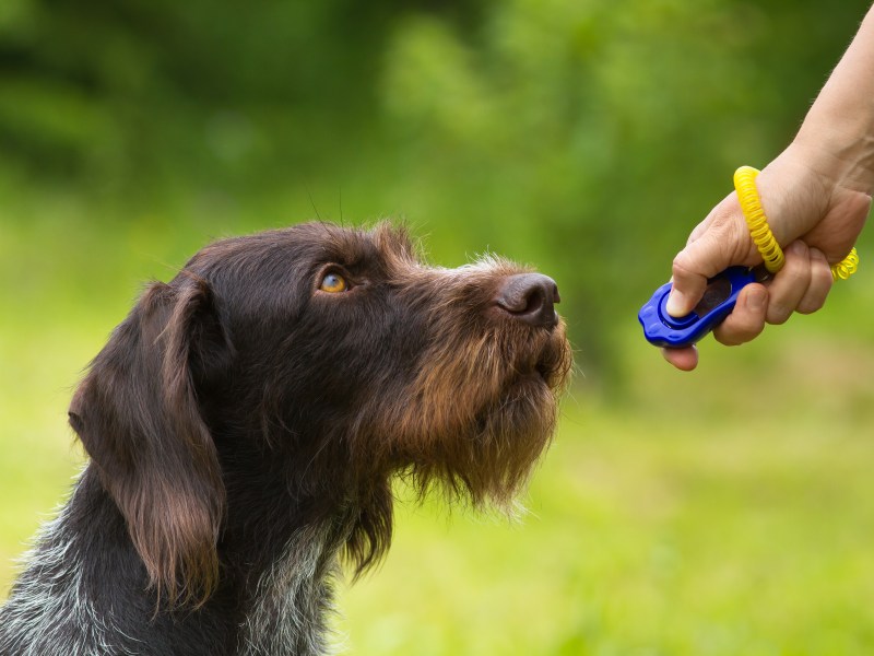 Clickertraining für Hunde