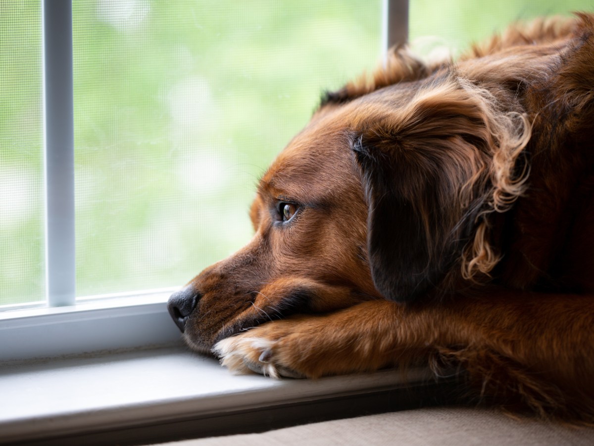 Was passiert, wenn ich nicht mit meinem Hund Gassi gehe?