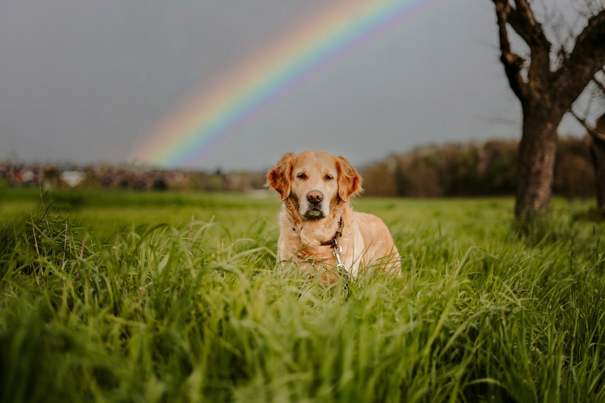 Hund Regenbogen