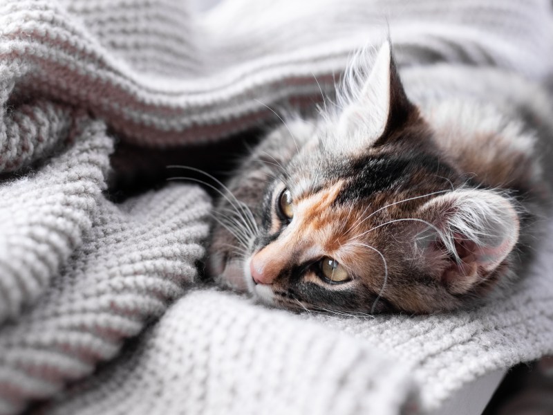 Katze beerdigen in Decke einpacken