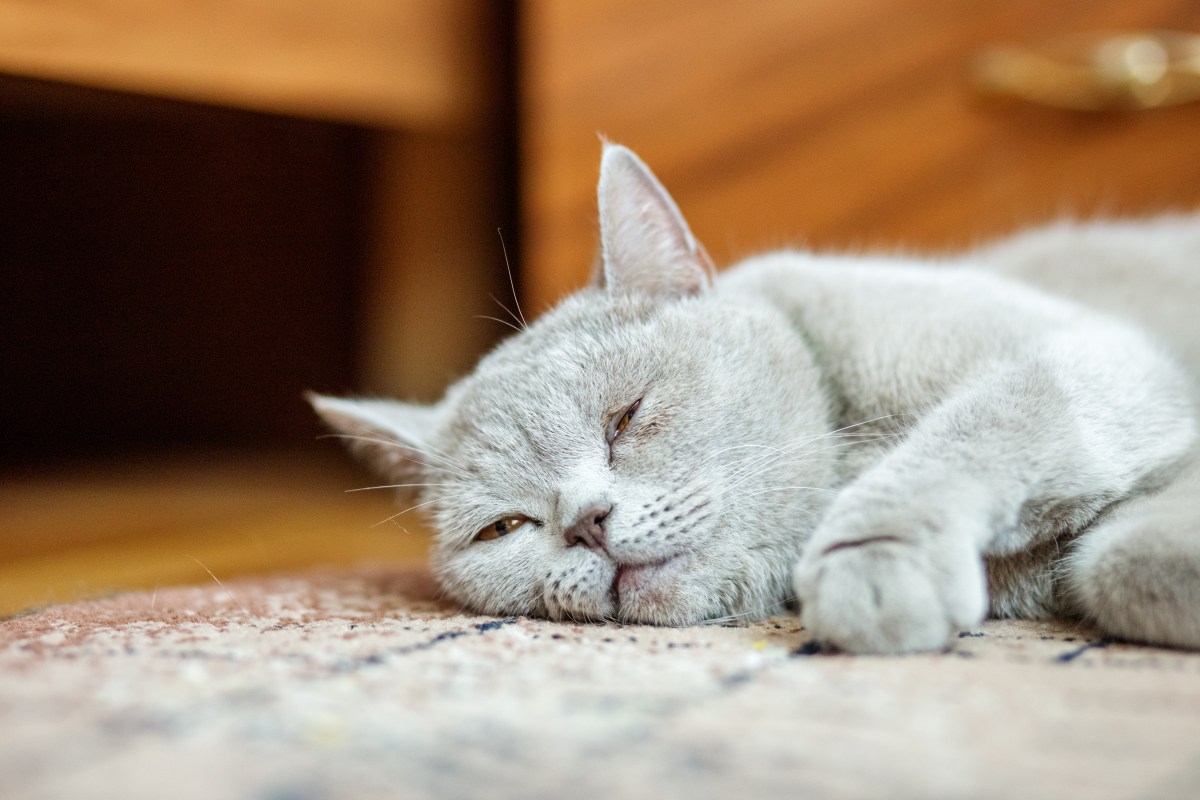 Katze liegt im Sterben auf dem Boden was tun