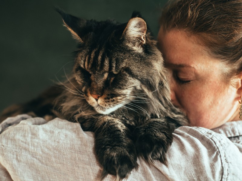 Wenn Katzen sterben Verhalten anhänglich