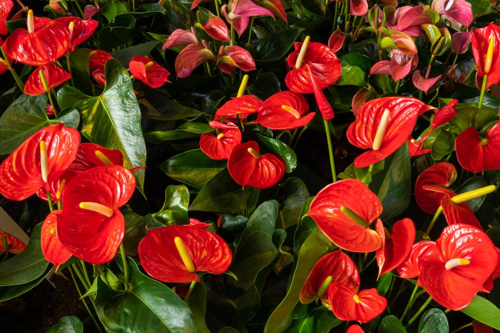 Anthurie/
Flamingoblumen: Pflanzen für Sternzeichen Schütze