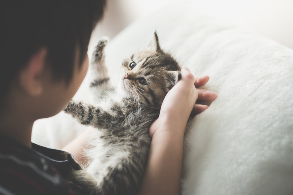 Amerikanisch Kurzhaar Katze mit einem kleinen Jungen