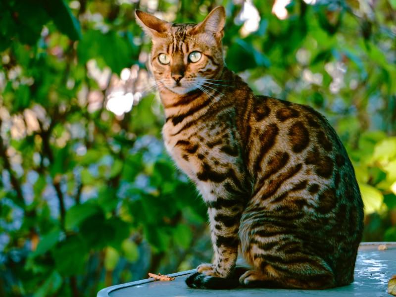 Bengalkatze sitzt auf einem Baum