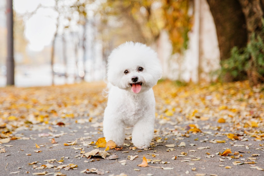 Bichon Frisé