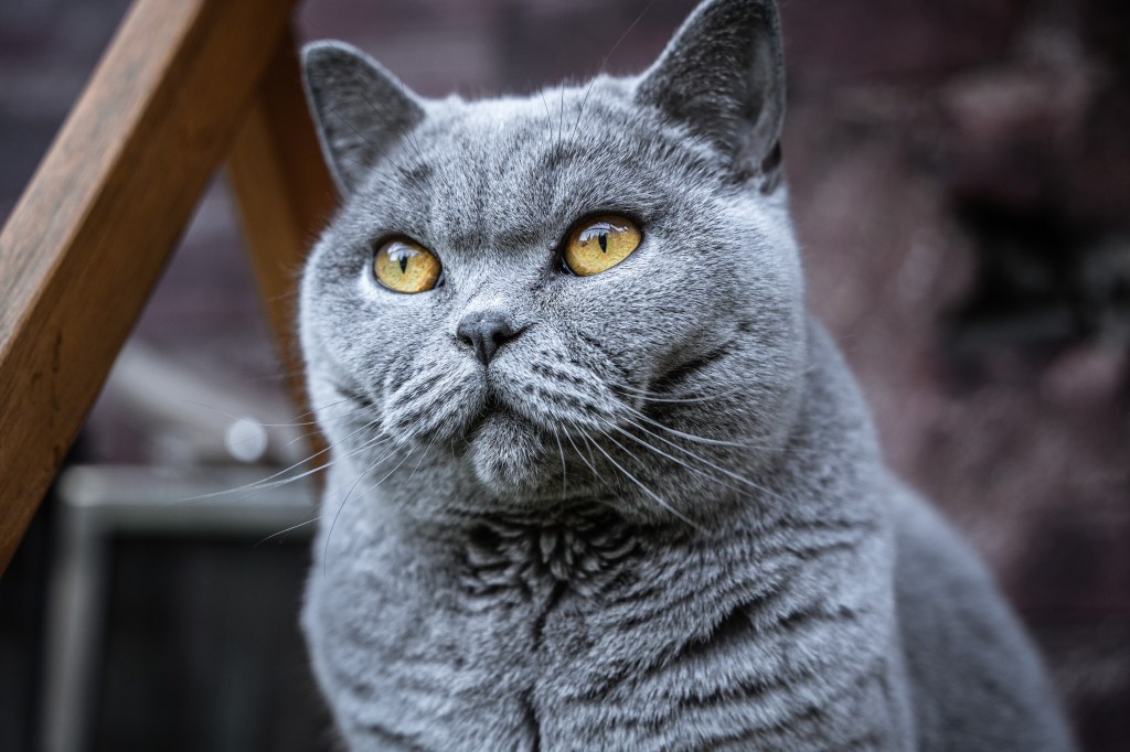 Britisch Kurzhaar Katze im Portrait