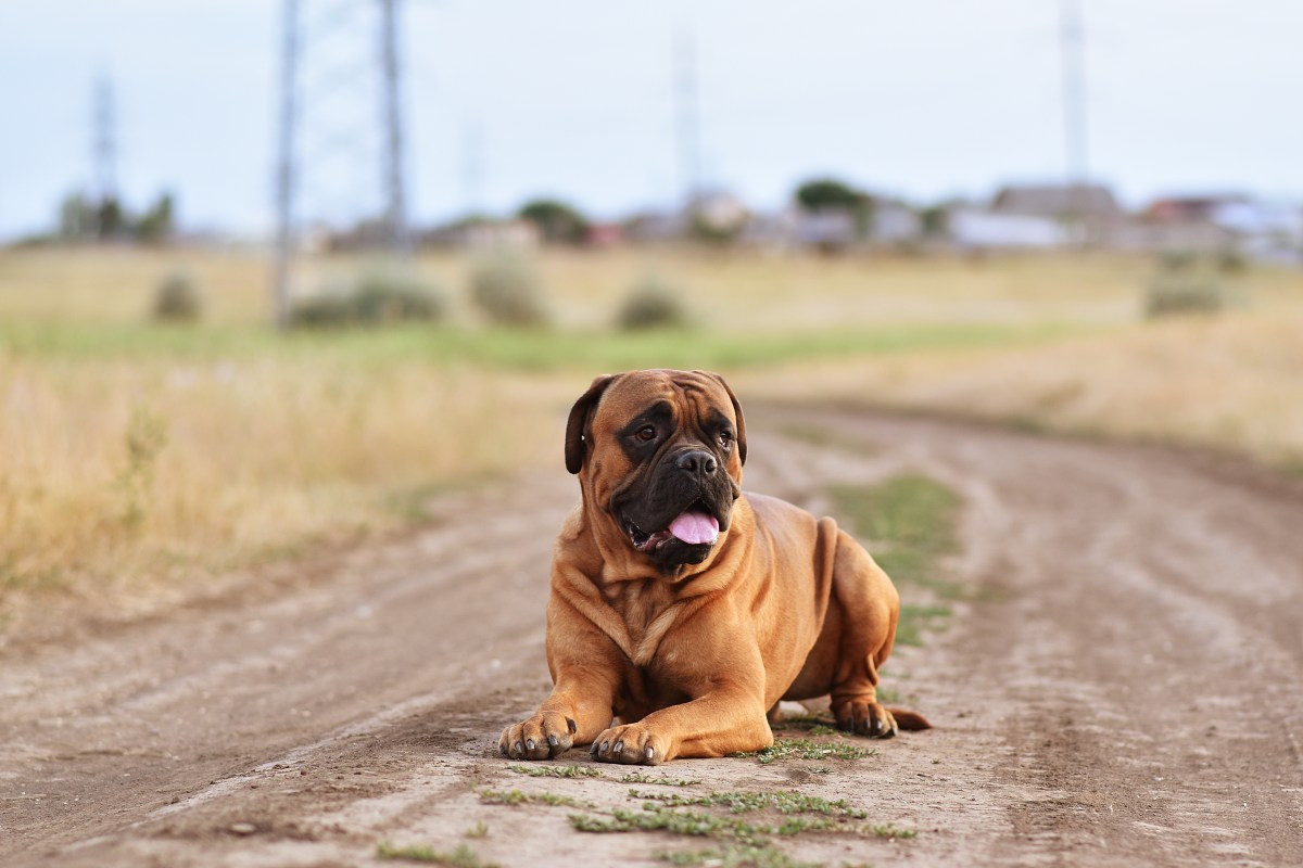 Bullmastiff