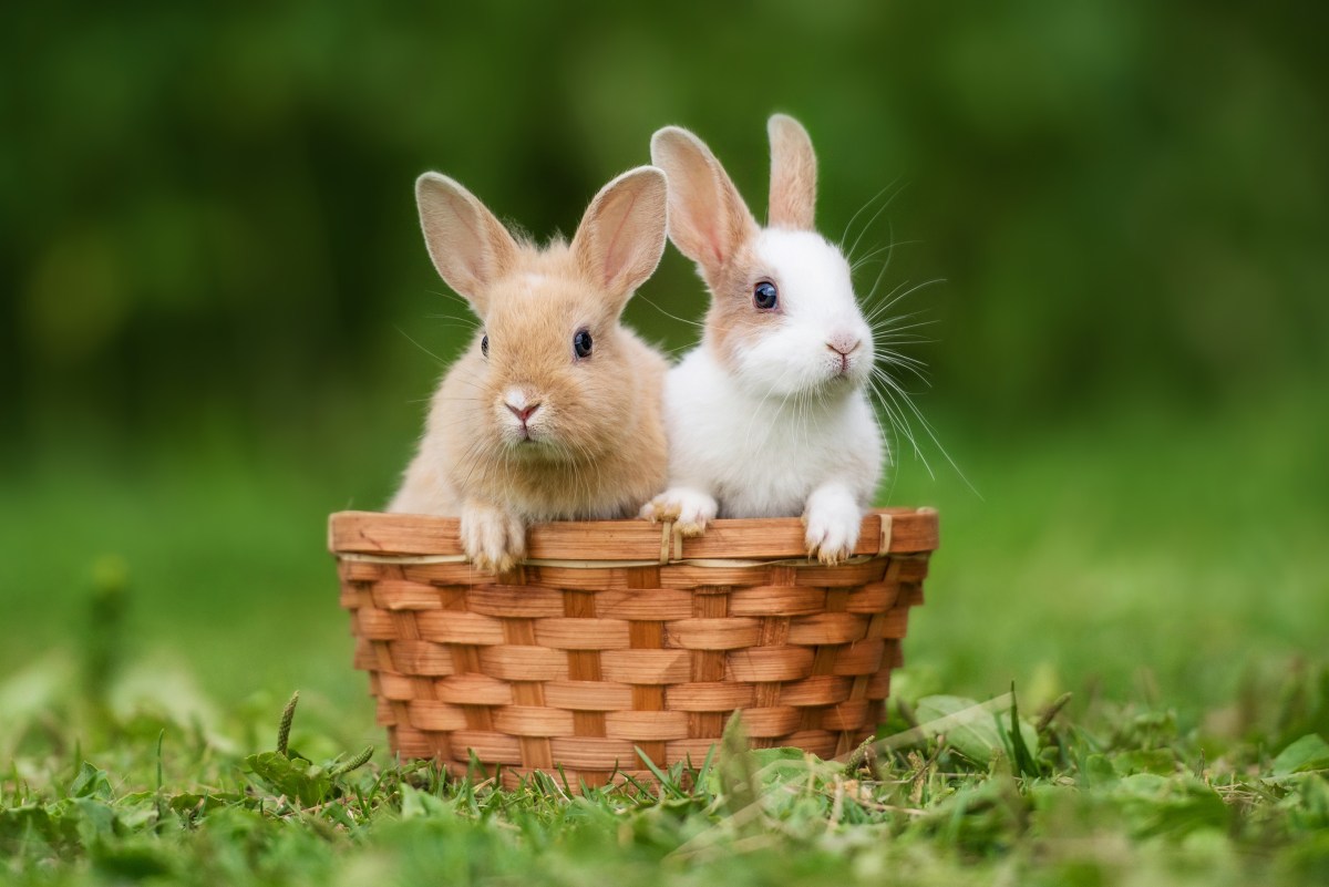 Zwei Hasen sitzen in einem Korb im Garten