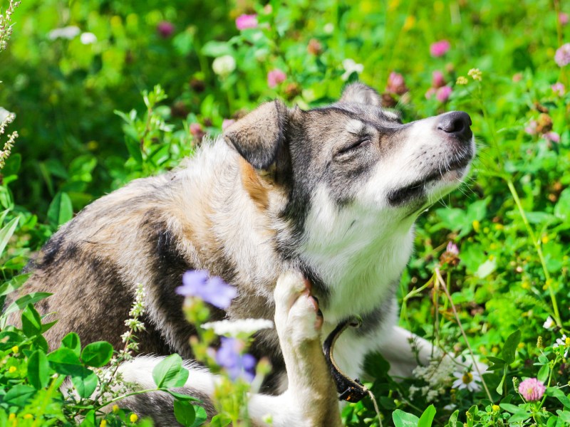 Hund kratzt sich