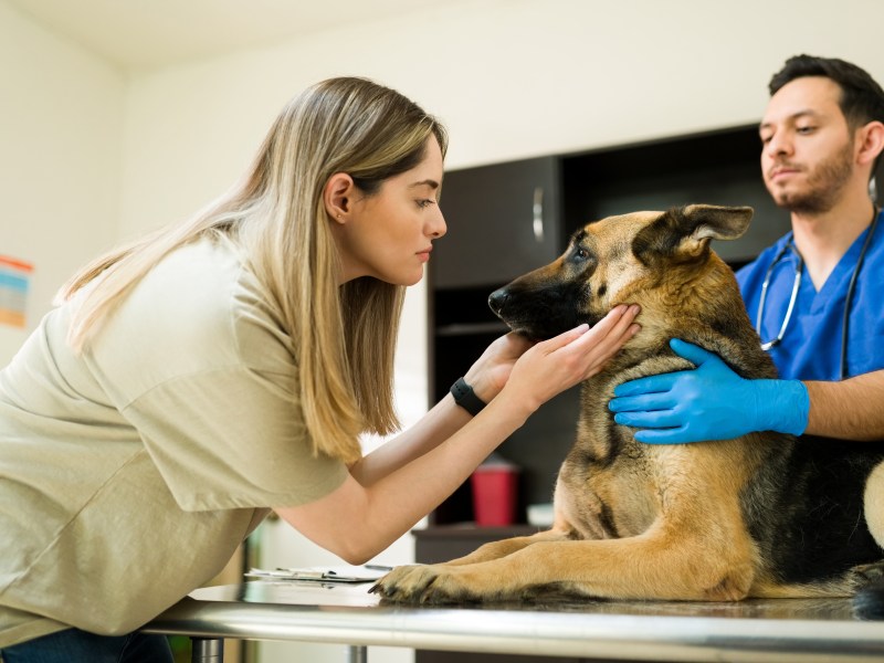 Hund einschläfern lassen