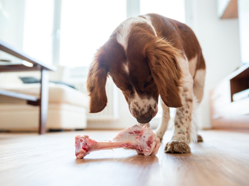 Hund mit Fleisch