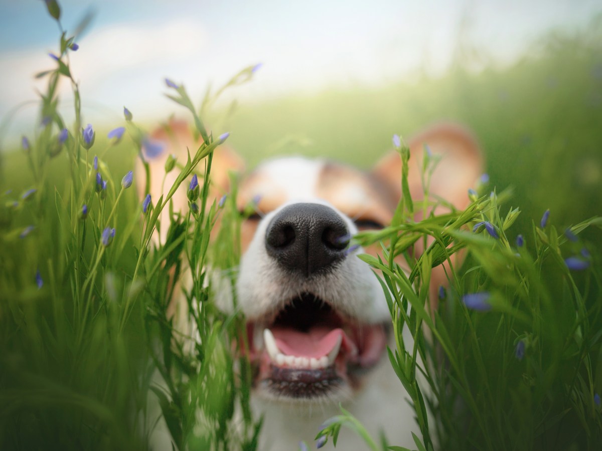 Hund im Frühling