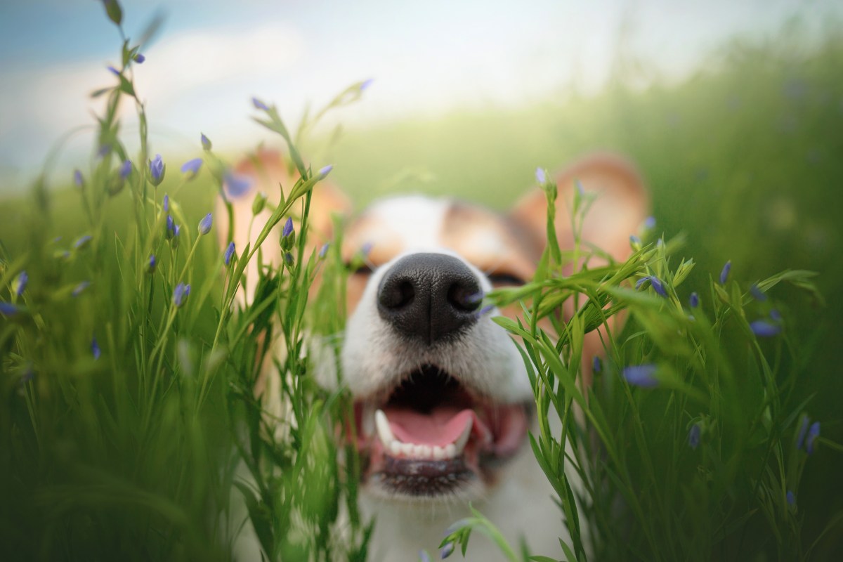 Hund im Frühling