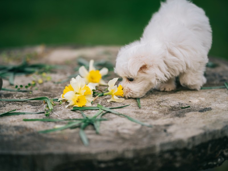 Hund mit Narzissen