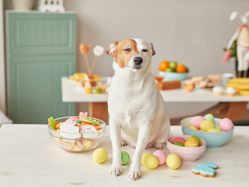 Ostergeschenke für Hunde