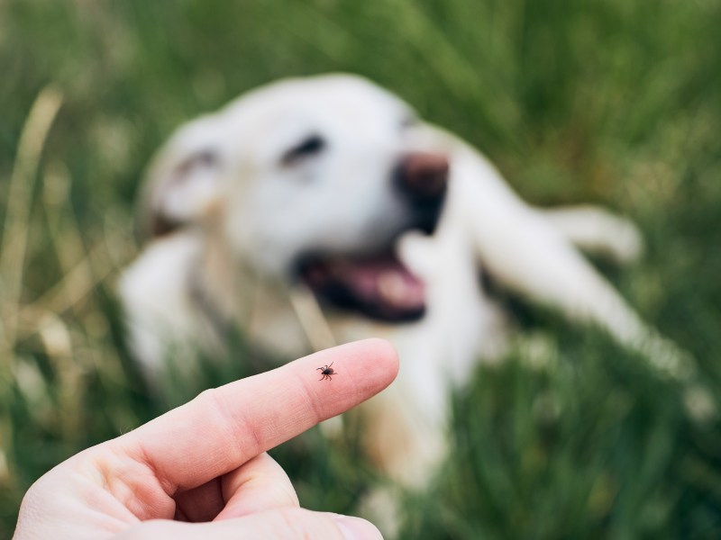 Hund mit Zecke