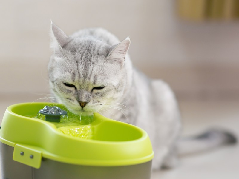 Katzenbrunnen reinigen Katze trinkt