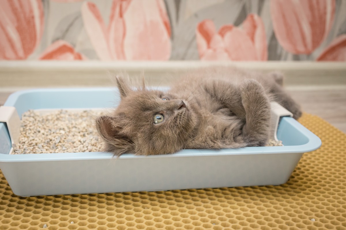 Matte für Katzenklo, in dem eine Katze liegt