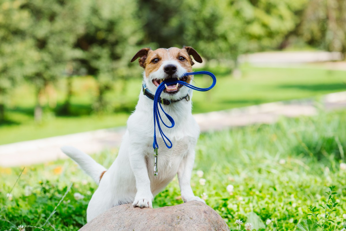 Hund mit Leine im Maul