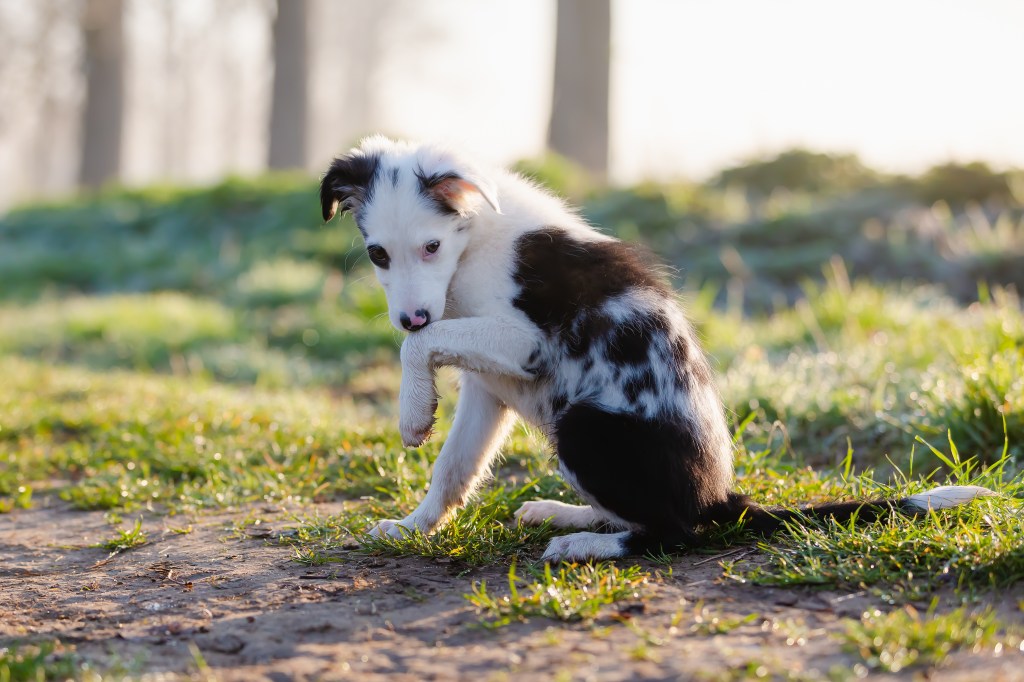 Hund leckt sich Pfoten