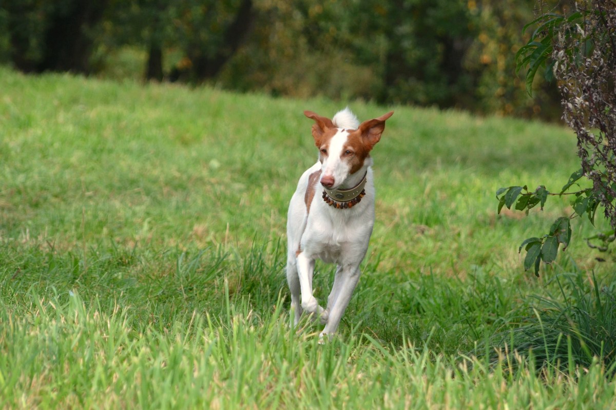 Podenco Canario