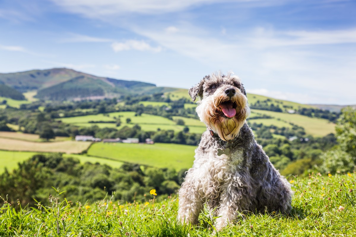 Schnauzer