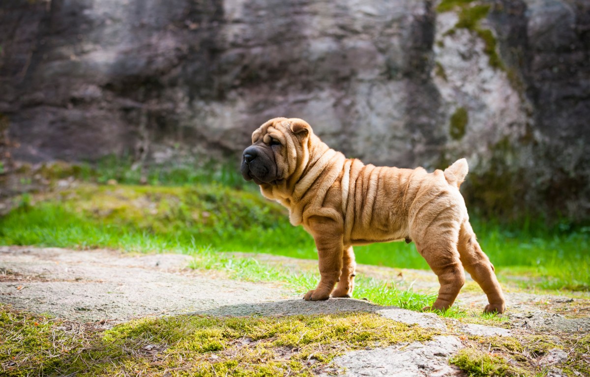 Shar Pei