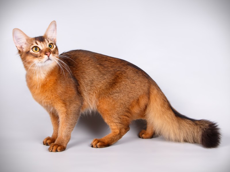 Somali Katze